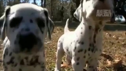 Кучета 101 - Animal planet - Dalmatian