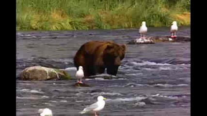 Bear.wmv