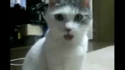 Котката остана без думи