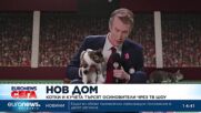 Котки и кучета търсят осиновители чрез ТВ шоу