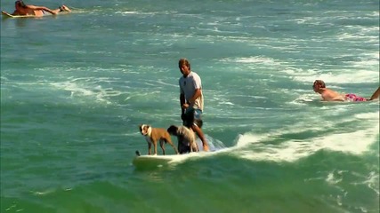 Две кучета и мъж сърфират заедно!