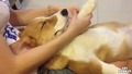 Куче обича да му правят масаж