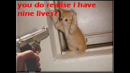 very funny cats plz subscribe.