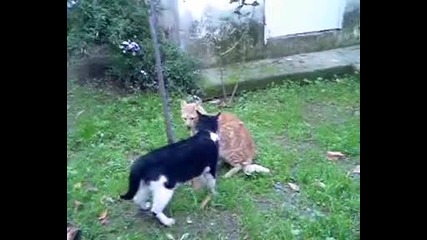 Смешни котки се бият