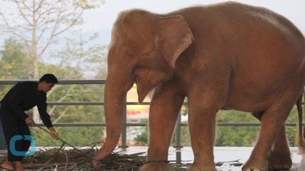 Elephant Steals Man's GoPro, Takes Epic 'Elphie'