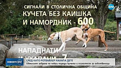 Без обвинения за собственика на кучето, нахапало дете в София