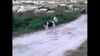 Овчарско куче