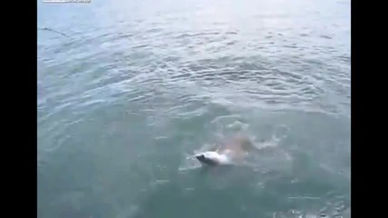 Късметлия рибар! Акули му отмъкват улова! Смях