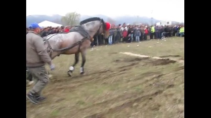kone nai dobrite 2014 zarko peev