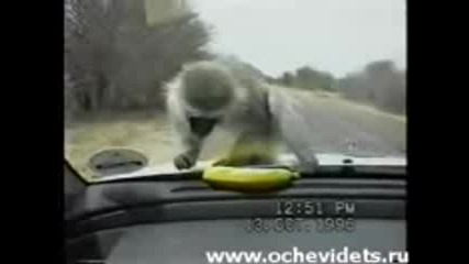 Маймуна Се Опитва Да Вземе Банан