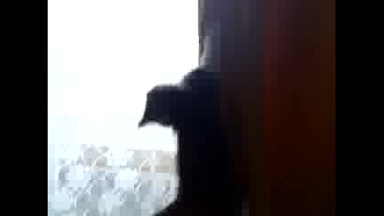 ludo kote ninja