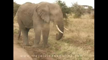 Close Encounter With Wild African Elephant