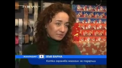 Котка охранява магазин за подаръци !!! 