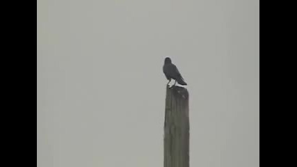 Crows vs Hawk 