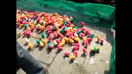 Оцветени Пилета В Китай 