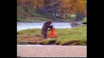 comedy bear