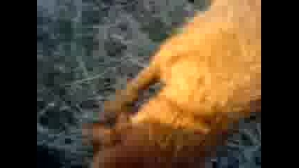 lov