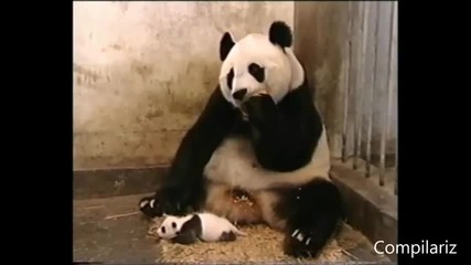 Кихащи животни