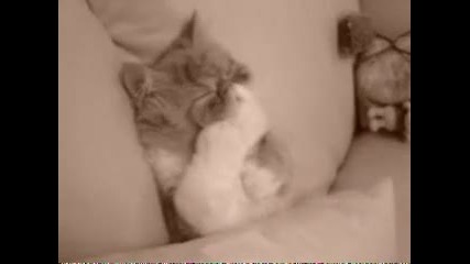 Котка Говори На Сън 