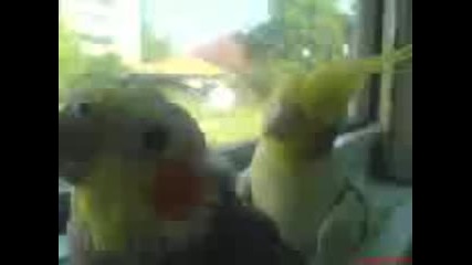papagali