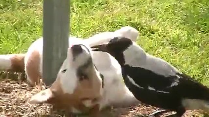 Интересно приятелство между куче и врана.