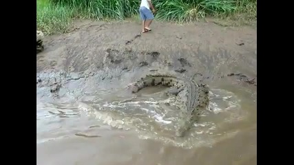Екстремно! Хранене на крокодил
