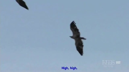 Abba - Eagle