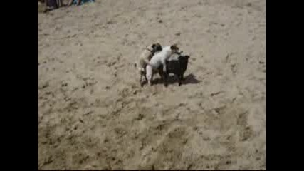 Смях!!! Кучешка Тройка