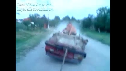наи - големите идиоти на този свят
