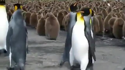 Пингвин шамари приятелите си
