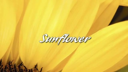 Sunflower. Mehdi - Sunshine