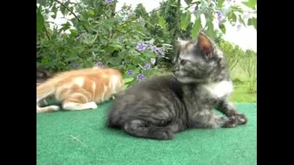 3те Най - Сладки Котенца На Света