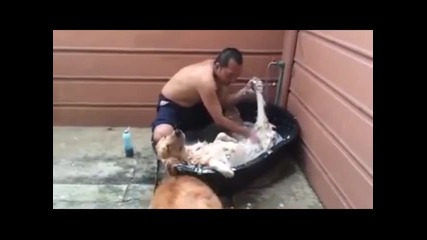 Куче обича да го къпят