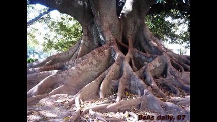 Coki - Tree Trunk