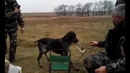 Куче носи водка на стопанина си