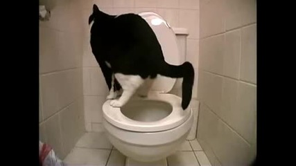 Котка ходи по голяма нужда в тоалетната и пада в нея