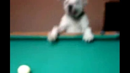 Интересно куче играе билярд 