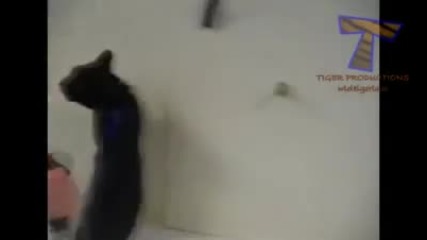 Подборка котки във ваната