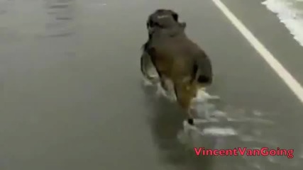 Куче лови риба на... пътя!