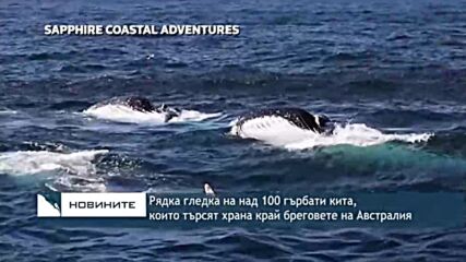 Рядка гледка на над 100 гърбати кита, които търсят храна край бреговете на Австралия