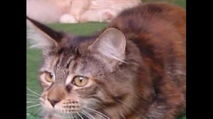 Котенца 