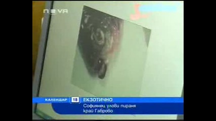 - Рибар Хвана Пираня До Габрово
