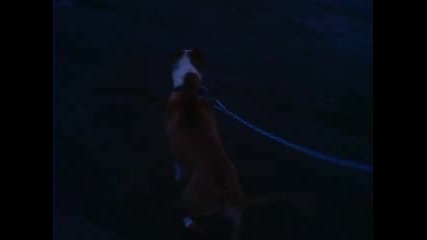 pitbul4e