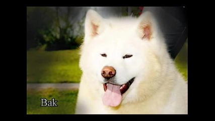 Сладурски кучета