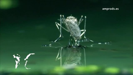 Комар се излюпва от ларвата си