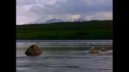 bear,  buterfly,  lake