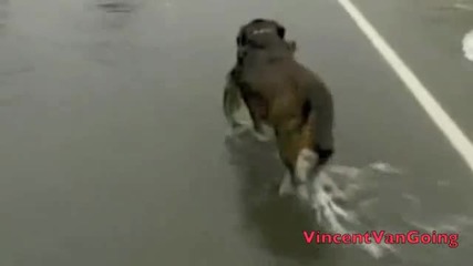 начин за ловене на риба!пускай кучето..