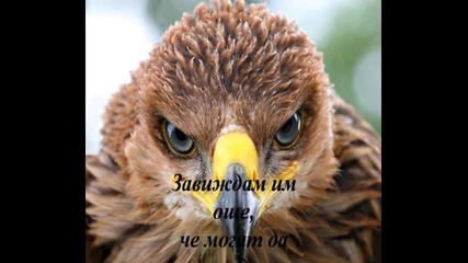 Ochite na ptica - V.k. 