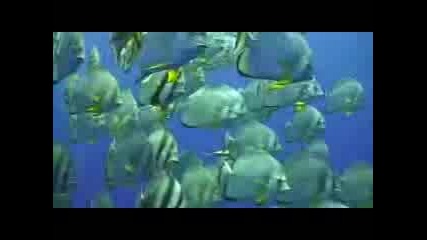 Discover The Underwater