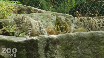 Snow leopard-сладки малки и любознателни xd